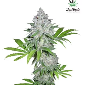 Californian Snow Auto – Fast Buds