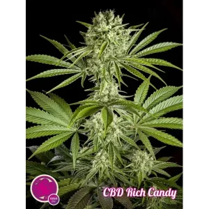 CBD Rich Candy – Philosopher Seeds
