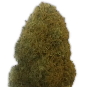 Champion – Heavyweight Seeds