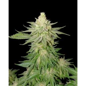 Cheese – Ganja Farmer Nasiona