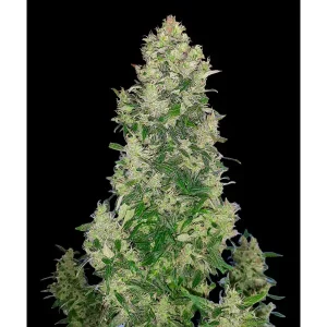 Cheese Auto – Ganja Farmer Nasiona