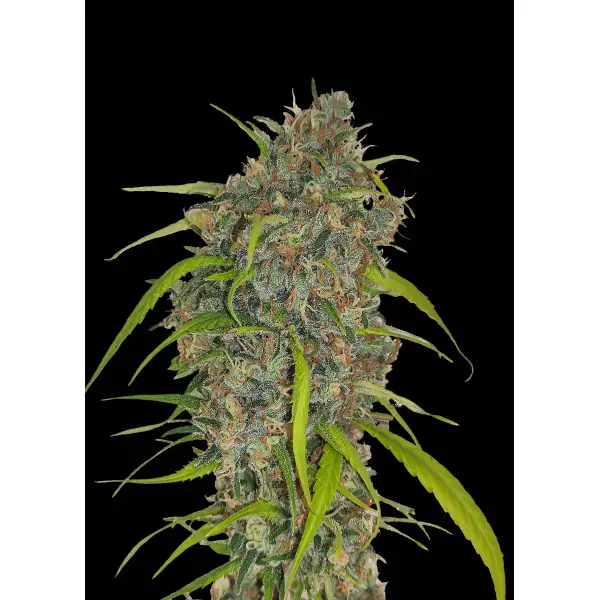 Cheese Fast – Ganja Farmer Nasiona Cheese Fast – Ganja Farmer Nasiona