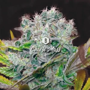Cheese Mass – Big Seedbank