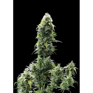Cheese XL Auto – Ganja Farmer Nasiona