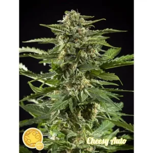 Cheesy Auto – Philosopher Seeds