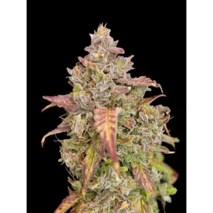 Cherry Cookies Auto – Ganja Farmer Nasiona