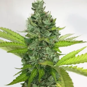 Auto Critical Hog – T.H. Seeds