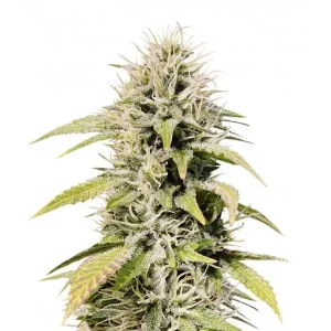 Cookies and Cream – Seed Stockers