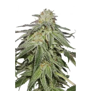 Cookies and Cream Auto – Seed Stockers