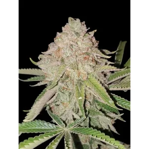 Cookies Kush – Ganja Farmer Nasiona
