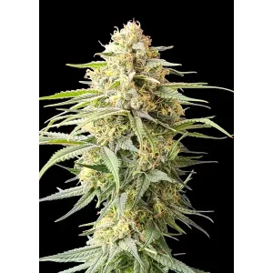 Critical – Ganja Farmer Nasiona