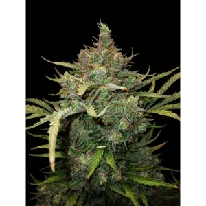 Critical 2.0 Auto – Ganja Farmer Nasiona