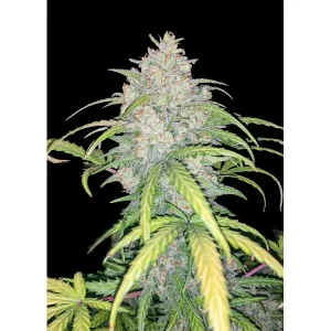 Critical 3.0 Auto – Ganja Farmer Nasiona