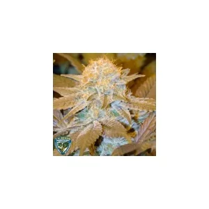 La S.A.G.E. – T.H. Seeds