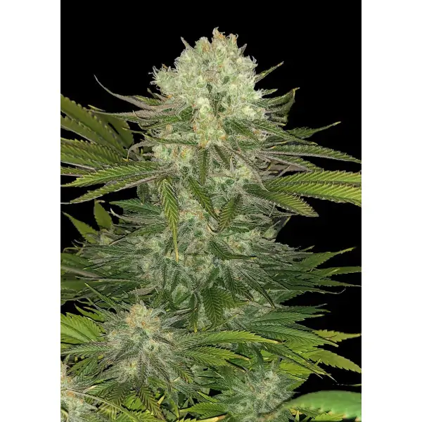 Critical Kush – Ganja Farmer Nasiona Critical Kush – Ganja Farmer Nasiona