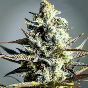 Critical Kush – Tanie nasiona BULK