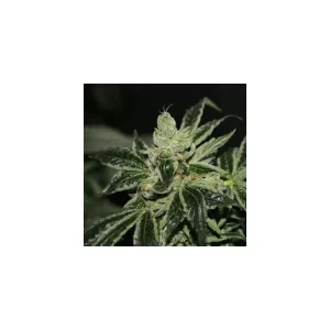 Darkstar Kush – T.H. Seeds