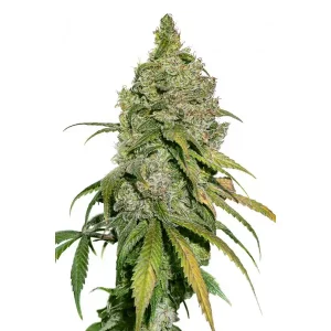 Do-Si-Dos – Seed Stockers