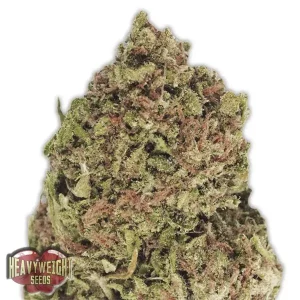 Dream Machine – Heavyweight Seeds