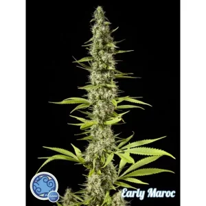 Early Maroc – Philosopher Seeds