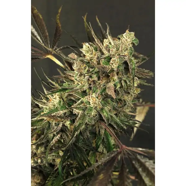 Exotic Colours – Exotic Seed Exotic Colours – Exotic Seed