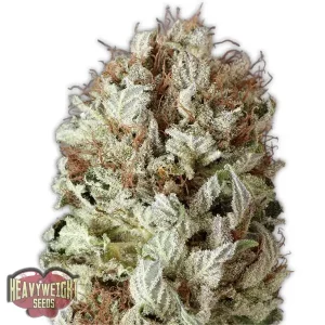 Extreme Impact Auto – Heavyweight Seeds