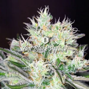 Fast Black Afghan – Big Seedbank