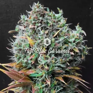 Fast Blue Caramel – Big Seedbank