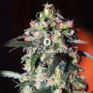 Fast Caramel OG – Big Seedbank