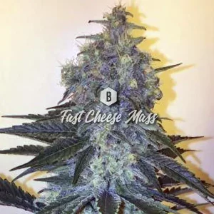 Fast Cheese Mass – Big Seedbank