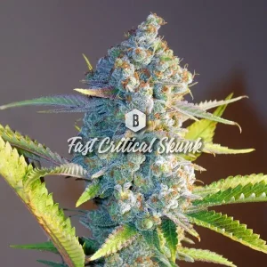 Fast Critical Skunk – Big Seedbank