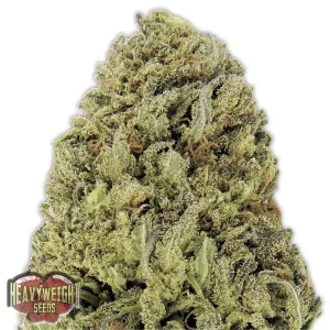 MK-Ultra Cake Regular – T.H. Seeds
