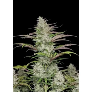 Forbidden Runtz Auto – Ganja Farmer Nasiona