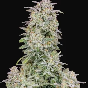 Forbidden Runtz Auto – Fast Buds