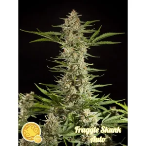 Fraggle Skunk Auto – Philosopher Seeds