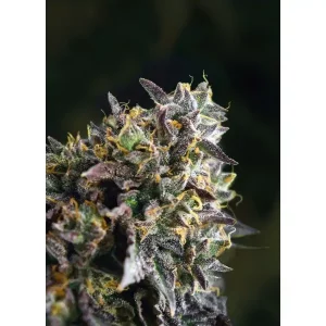 M.O.B. – T.H. Seeds