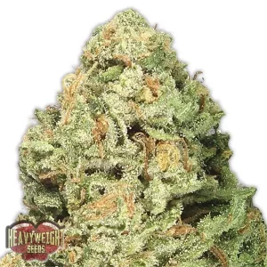 Fruit Punch – Heavyweight Seeds