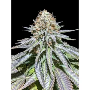 Gary Payton – Ganja Farmer Nasiona