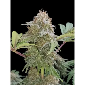 Gelato 33 – Ganja Farmer Nasiona