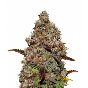 Gelato 41 – Seed Stockers