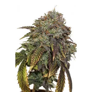 Gelato 41 Auto – Seed Stockers