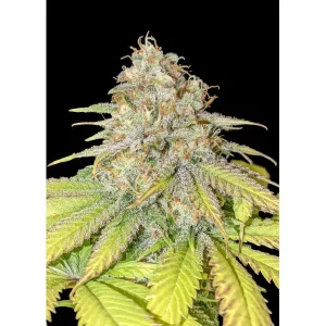 Gelato Cake – Ganja Farmer Nasiona