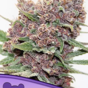 Gelato Dream – Anesia Seeds