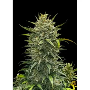 GG4 (Girl Scout Cookies) – Ganja Farmer Nasiona