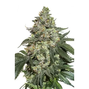 Girl Scout Cookies Auto – Seed Stockers