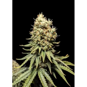GMO – Ganja Farmer Nasiona