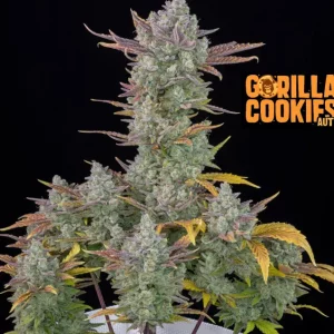 Gorilla Cookies Auto – Fast Buds