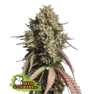 Gorilla Cookies Auto – Seed Stockers