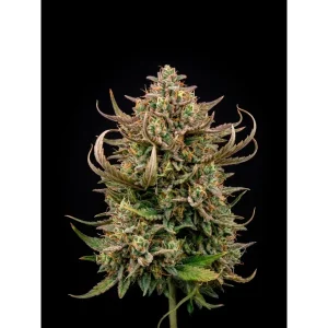 Gorilla Gelato Auto – Ganja Farmer Nasiona