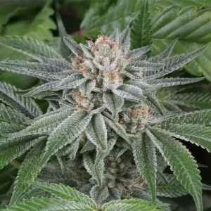Gorilla Glue tanie nasiona BULK